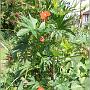 jardin_2009_65