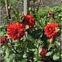 jardin_2009_68