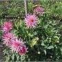 jardin_2009_69