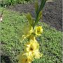 jardin_2009_71