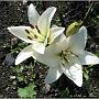jardin_2009_72