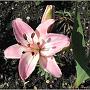 jardin_2009_73