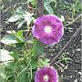 jardin_2009_74