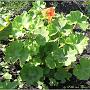 jardin_2009_75
