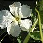 jardin_2009_76