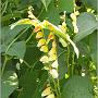 jardin_2009_77