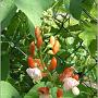 jardin_2009_78