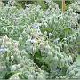 jardin_2009_79