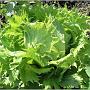 jardin_2009_81