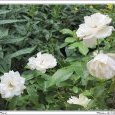 le Jardin de Marie