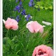 un coin de jardin