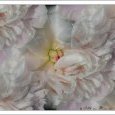 pivoine (quintuple !...)