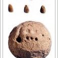 calculi (vers 2900 avant notre ère)