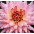 dahlia