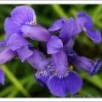 iris
